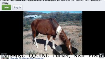MISSING EQUINE Tucker, Near Prescott, AZ, 86305